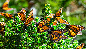 Monarch butterflies (Danaus plexippus) are sitting on branches in the forest in the park El Rosario, Reserve of the Biosfera Monarca. Angangueo, State of Michoacan, Mexico [dump] =>.