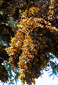 Colony of Monarch butterflies (Danaus plexippus) on a branche in a park El Rosario, Reserve of the Biosfera Monarca. Angangueo, State of Michoacan, Mexico.