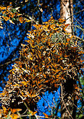 Colony of Monarch butterflies (Danaus plexippus) on a branche in a park El Rosario, Reserve of the Biosfera Monarca. Angangueo, State of Michoacan, Mexico.