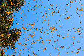 Monarch butterflies (Danaus plexippus) are flying on the background of the blue sky in a park El Rosario, Reserve of the Biosfera Monarca. Angangueo, State of Michoacan, Mexico.