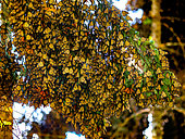 Colony of Monarch butterflies (Danaus plexippus) on a branche in a park El Rosario, Reserve of the Biosfera Monarca. Angangueo, State of Michoacan, Mexico.