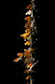 Colony of Monarch butterflies (Danaus plexippus) on a trunk in a park El Rosario, Reserve of the Biosfera Monarca. Angangueo, State of Michoacan, Mexico.
