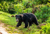 Sri Lankan sloth bear (Melursus ursinus inornatus) is walking along the road in Yala National Park. Sri Lanka.