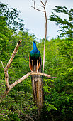 Peacock (Pavo cristatus) is sitting on a tree in the Yala National Park. Sri Lanka.