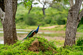 Peacock (Pavo cristatus) in Yala National Park. Sri Lanka.