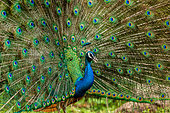 Portrait of a peacock (Pavo cristatus) on the background of his tail. Sri Lanka. Yala National park