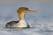 Red-breasted Merganser (Mergus serrator), front view of a female-like bird swimming, Campania, Italy