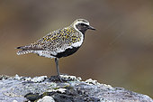 Golden Plover (Pluvialis apricaria), side view of an adult male standing on a rock, Northeastern Region, Iceland
