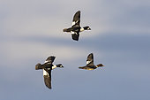 Barrow's Goldeneye (Bucephala islandica), small fock in flight, Northeastern Region, Iceland