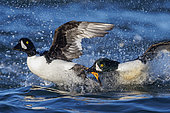 Barrow's Goldeneye (Bucephala islandica), two males fighting, Northeastern Region, Iceland