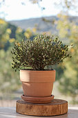Thyme plant (Thymus vulgaris) in pot in autumn, Provence, France