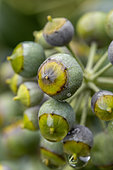 Fruits verts de Lierre des bois (Hedera helix) en décembre, Bouches-du-Rhône, France