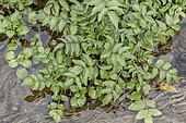 Watercress (Nasturtium officinale) growing in a stream in late autumn, Bouches-du-Rhone, France