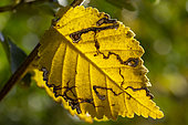 Elm (Ulmus sp.) leaf with serpentine mine of Leaf-mining moth, Gard, France