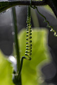White Bryony (Bryonia dioica) twining tendril, Gard, France