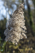 Common reed (Phragmites australis) seedhead in december, Gard, France