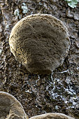 Cushion Bracket (Phellinus tuberculosus) on an old Plumtree, Gers, France