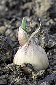 Aillet green garlic (Allium sativum) sending up stalk in december