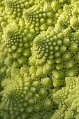 Romanesco broccoli, closeup