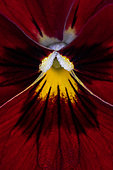 Heart of Pansy (Viola cornuta)