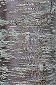 Sargent's cherry (Prunus sargentii 'Rancho') bark