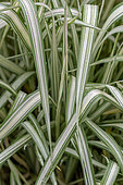Gardener's garters (Phalaris arundinacea picta) 'Feesey'
