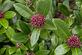 Japanese skimmia (Skimmia japonica) with flowerbuds in december