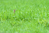 Little bustard (Tetrax tetrax) Head of a worried female in a cereal field, Puimisson, Hérault, France