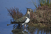 Northern Lapwing (Vanellus vanellus) in schorre, looking for food, Le Teich ornithological reserve, Gironde, France