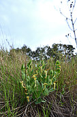 Pipevine (Aristolochia pistolochia) with its inflorescences in the scrubland (Food plant of the butterflies Southern Festoon and Spanish Festoon), Fouzilhon, Hérault, France