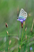Spanich adonis blue (Lysandra hispana) on Aphyllantes (Aphyllanthes monspeliensis) flower, Fouzilhon, Hérault, France