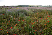 Waste land, former vineyard now covered with thistles and other species, Fouzilhon, Hérault, France