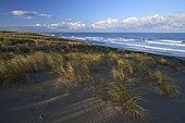 Atlantic coastline, Truc Vert beach in the early morning, Cap Ferret peninsula and Oyats (Ammophila arenaria), Gironde, France