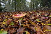 Fly agaric (Amanita muscaria) in the undergrowth, Espinouse National Forest, Massif du Caroux et de l'Espinou, Hérault, France
