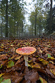 Fly agaric (Amanita muscaria) in the undergrowth, Espinouse National Forest, Massif du Caroux et de l'Espinou, Hérault, France