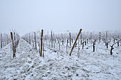 Vines under the snow, Riquewihr, Haut Rhin, Alsace, France