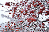Apples of an ornamental apple tree (Malus Evereste) in winter under the snow, Riquewihr, Haut Rhin, Alsace, France