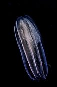 Comb jelly (Ctenophora sp), Tossa de Mar, Spain.