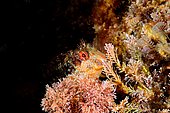 Ringneck blenny (Parablennius pilicornis), Blenny with pretty colors in its natural habitat, 6m depth, Tossa de Mar, Spain