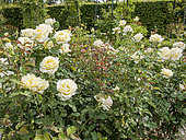 Hybrid tea rose, Rosa 'Elina', in bloom