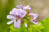 Grapeleaf Geranium, Pelargonium vitifolium, flowers