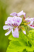 Grapeleaf Geranium, Pelargonium vitifolium, flowers