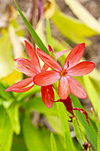 Kaffir Lily, Hesperantha coccinea, flowers