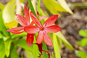 Kaffir Lily, Hesperantha coccinea, flowers