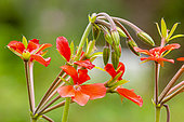Scented Pelargonium, Pelargonium tongaense, flowers