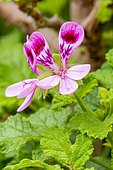 Oak-leaved Geranium, Pelargonium panduriforme), flowers