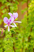 Crisped-leaf Pelargonium, Scented leaf Pelargonium, Pelargonium crispium mibor, flowers