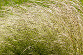 Love grass, Eragrostis elliottii 'Wind Dancer'