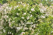 Climbing rose, Rosa 'New Dawn', Rosa 'Toby Tristam', in bloom