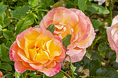 Modern hybrid rose, Rosa 'Philippe Noiret', Breeder : Meilland (FRA) 1999, flowers